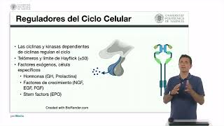 Reguladores del ciclo  2060  UPV [upl. by Annenn]