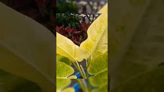 Philodendron Calkins Glod plants houseplantchannel garden houseplant gardening nature [upl. by Ronyar]