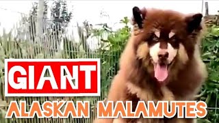 Giant Alaskan Malamute Puppies Extra Large Alaskan Malamute Puppy Video Copper Coat [upl. by Bowe]