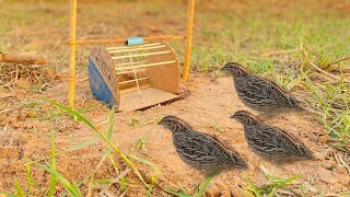 Prepare bird traps as ground holes well with feed [upl. by Idalla576]