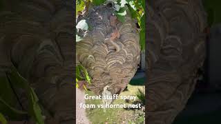 Spray foam vs hornet nest hornet hornetnest sprayfoam yellowjackets waspnest [upl. by Gintz]