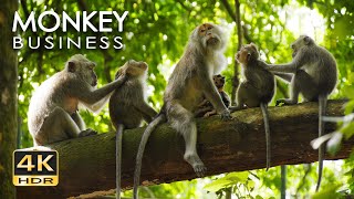 4K HDR Monkey Business  Life of Monkeys  Animal Documentary  Fun amp Relaxing Music Video  No Talk [upl. by Anoel]