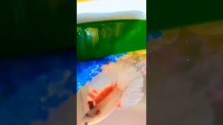 fishbowl bettafishlove fish fishvideo bettausa fishtank [upl. by Maggs306]