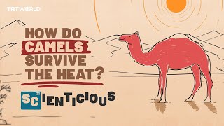 How do camels stay cool  Scienticious  Episode 8 [upl. by Notse]