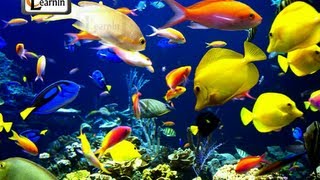 Underwater Breathing in Animals  Elementary Science [upl. by Forest549]