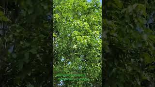 Árbol de mamoncillo quenepas como se le conoce en Puerto Rico Melicoccus bijugatus pronto florece [upl. by Winonah]