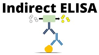 Indirect ELISA in 1 minute [upl. by Nonnairb]