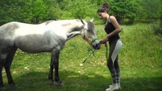 TUTO apprendre la révérence à son cheval [upl. by Pfeffer]