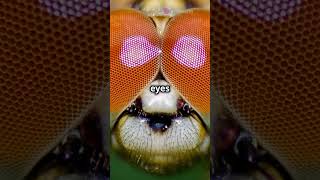 Why Do Dragonflies Have Such Large Eyes facts [upl. by Bork]