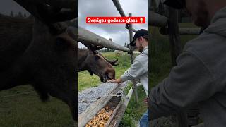 Sveriges godaste glass och några älgar sommarkatt1 sommarkatten glass snickaretorpet komedi [upl. by Burlie118]