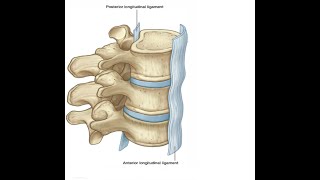 Two Minutes of Anatomy Anterior Longitudinal Ligament [upl. by Ardnazxela]