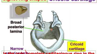 Anatomy of Larynx [upl. by Anana140]