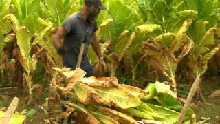 Cuttin amp Stackin Kentucky Tobacco [upl. by Iverson]