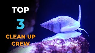 Ep 4 Adding My TOP 3 MUSTHAVE Clean Up Crew CUC  Blue Reef Tank [upl. by Bergerac]