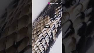 The Fascinating Process of Snake Shedding trending factsknowledgechannelgeneralknowledgeshorts [upl. by Assirehs]