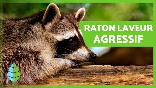 Les RATONS LAVEURS sontils DANGEREUX  🦝  ATTAQUES de ratons laveurs [upl. by Keverian]