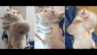 GMOs and Roundup  GMOs Cause Tumors in Rats Scientist Wins Defamation Lawsuit [upl. by Aitnuahs582]