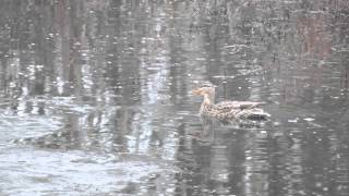 Female Mallard calling [upl. by Brunella]