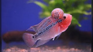 NEW SRD FLOWERHORN FISH [upl. by Leventis]