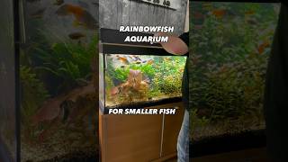 Rainbowfish Aquarium Use Dither Fish To Relieve Stress At Feeding Time Tropicalfish Boesemans [upl. by Jamison547]