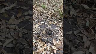 Canebrake rattlesnake on a farm in central Alabama  herping reptiles rattlesnake nature [upl. by Diego946]