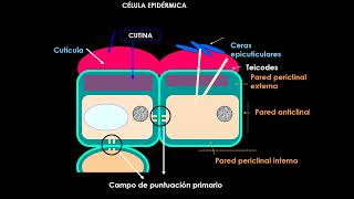 Teórico 6 Meristemas y anatomía Epidermis [upl. by Gerita]