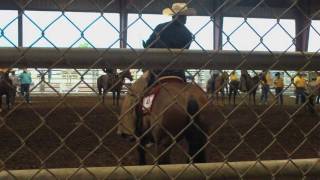 Texas Rodeo Working Cowboys [upl. by Inajna]