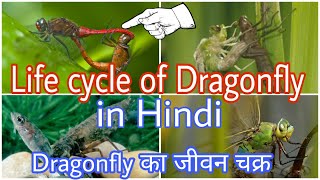 Life cycle of Dragonfly in Hindi ड्रैगनफ्लाई के जीवन चक्र की कहानीThe New Knowledge [upl. by Lyman]