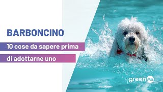 Barboncino 10 cose da sapere prima di adottarne uno [upl. by Pillsbury]