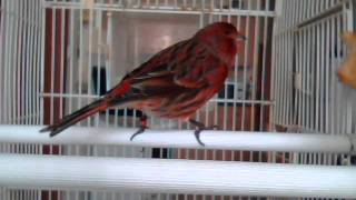 Red Bronze Non Intensive Canary sings with the wind [upl. by Yslehc]