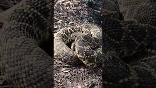 The Eastern Diamondback Largest Rattlesnake On Earth [upl. by Fritts]