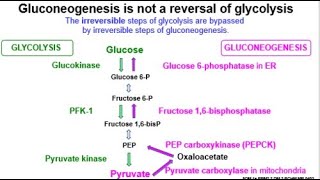 Enzymes of Gluconeogenesis that are required to circumvent the irreversible steps of Glycolysis [upl. by Mattias]