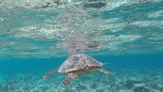 Bandos Maldives Malediven Urlaub  Sharks Mantas and Turtles [upl. by Nyrem]