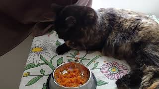 AbbyLill enjoying her 🥕carrot ☺ cats catsmeowing kitty  meal catlover [upl. by Oibesue]