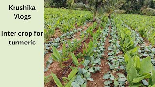 Best Intercrops for Turmeric Boost Yield amp Soil Health in Kannada TurmericFarming Intercrop [upl. by Eeimaj]