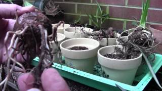 AMARYLLIS BULB PREP AND POTTING [upl. by Baal]