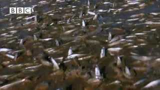 Millions of Fish Invade Beach in Mexico [upl. by Giark740]