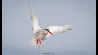 The Antarctic tern Sterna vittata is a seabird that breeds in Antarctica and subAntarctic islands [upl. by Bourn]