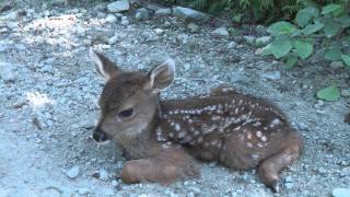 Baby Deer calls Logger quotMomquot [upl. by Eichman520]