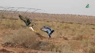 Amazing video of a falcon chasing its homing pigeon [upl. by Reinhold373]