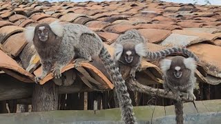 SERÁ VERDADE QUE OS MACACOS SAGUI COME OVO E ATÉ OS FILHOTES DE PASSARINHO GRANDE sagui filhotes [upl. by Edmonds689]