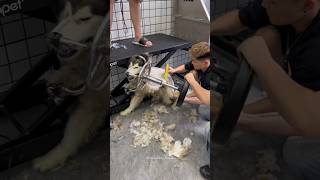 Grooming Aggressive Ferious Husky Impossible Challenge 😮‍💨🥵 shorts pets dog trending funny [upl. by Sneed389]