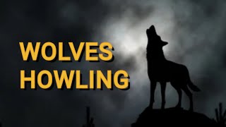 WOLVES HOWLING SOUND EFFECT in High Quality [upl. by Virgilio744]