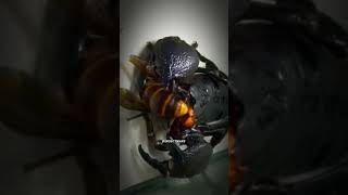 Scorpion vs WaspWho will emerge victorious 💥InsectWars InsectsArachnid Nature Wildlifeamazing [upl. by Yemac297]