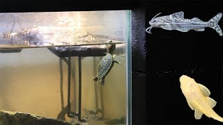 20 Gallon Turtle Tank Setup Part 2 [upl. by Kcirdez]