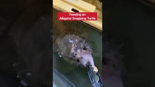 Feeding An Alligator Snapping Turtle vs Common Snapping Turtle 😱 shorts turtle [upl. by Zakarias]