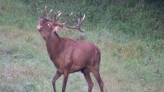 Hirschbrunft am 21092012  Teil 2 fantastic Red Deer im Harz [upl. by Chapnick492]