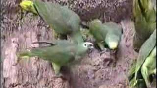 Wild Yellowcrowned Amazons in Manu Peru [upl. by Aileahcim496]