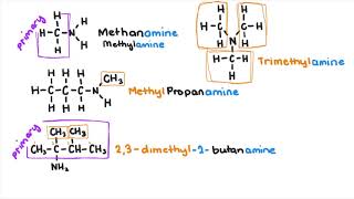 Amines and Amides [upl. by Fuller]