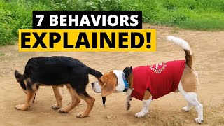 7 Strange Beagle Behaviors Explained [upl. by Triny]